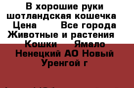 В хорошие руки шотландская кошечка › Цена ­ 7 - Все города Животные и растения » Кошки   . Ямало-Ненецкий АО,Новый Уренгой г.